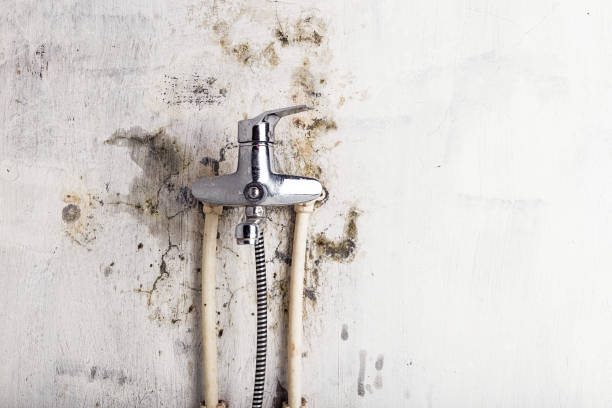 Best Bathroom Mold Remediation in Prairie Grove, IL
