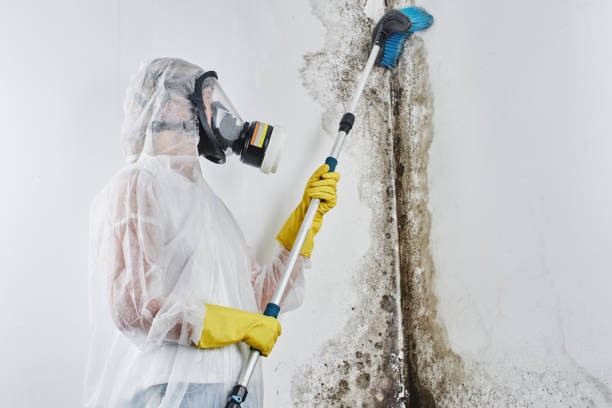 Best Industrial Mold Remediation in Prairie Grove, IL