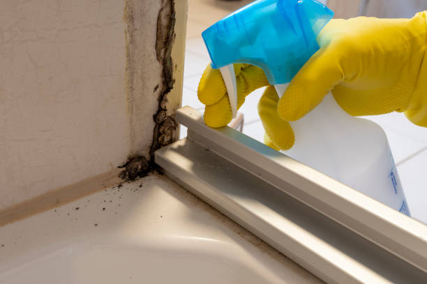 Professional Mold Remediation in Prairie Grove, IL
