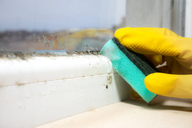 Best Kitchen Mold Remediation in Prairie Grove, IL